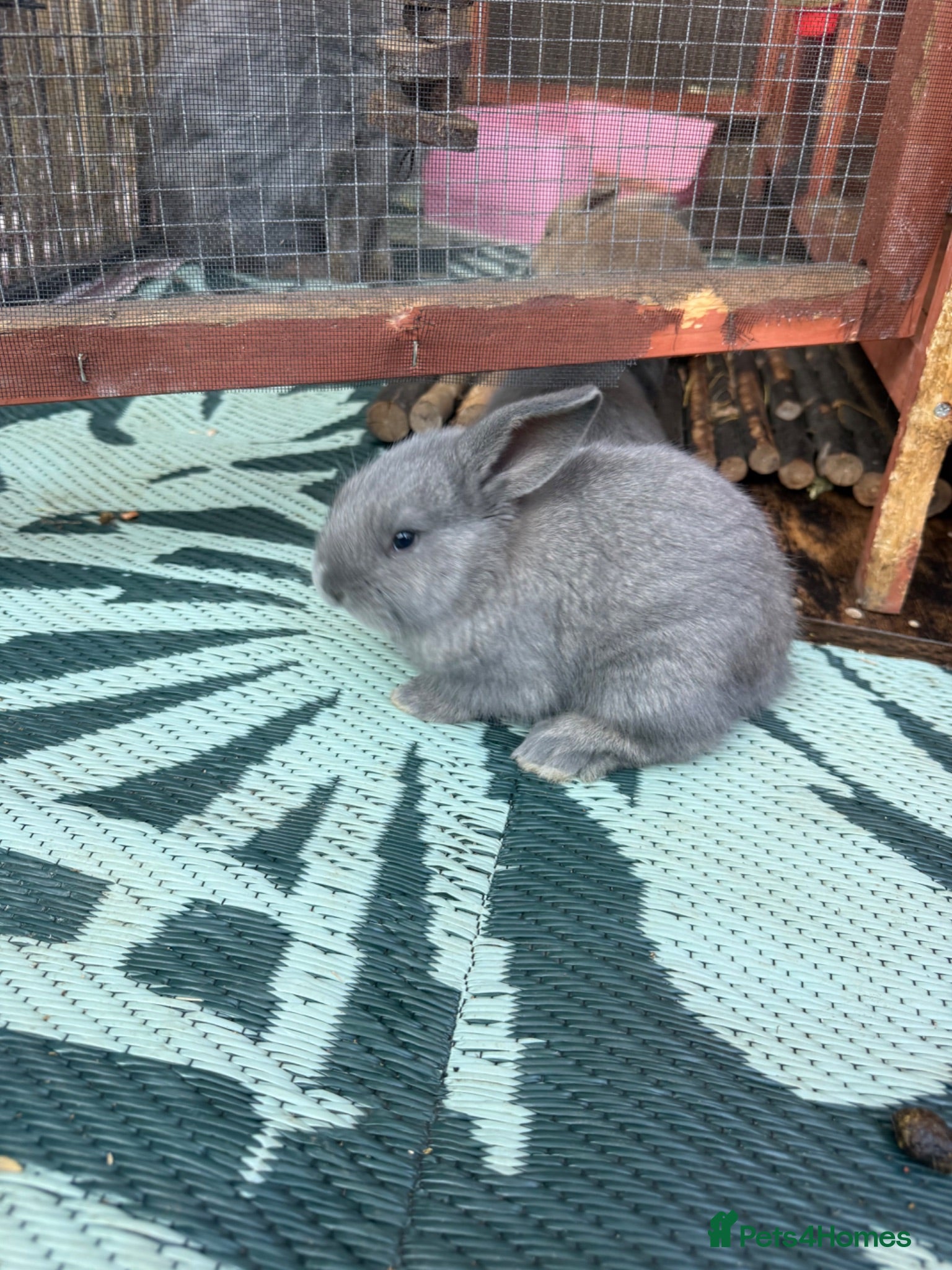 French Lop rabbits French Lop x Continental Giants 🩶🧡 - Advert 2