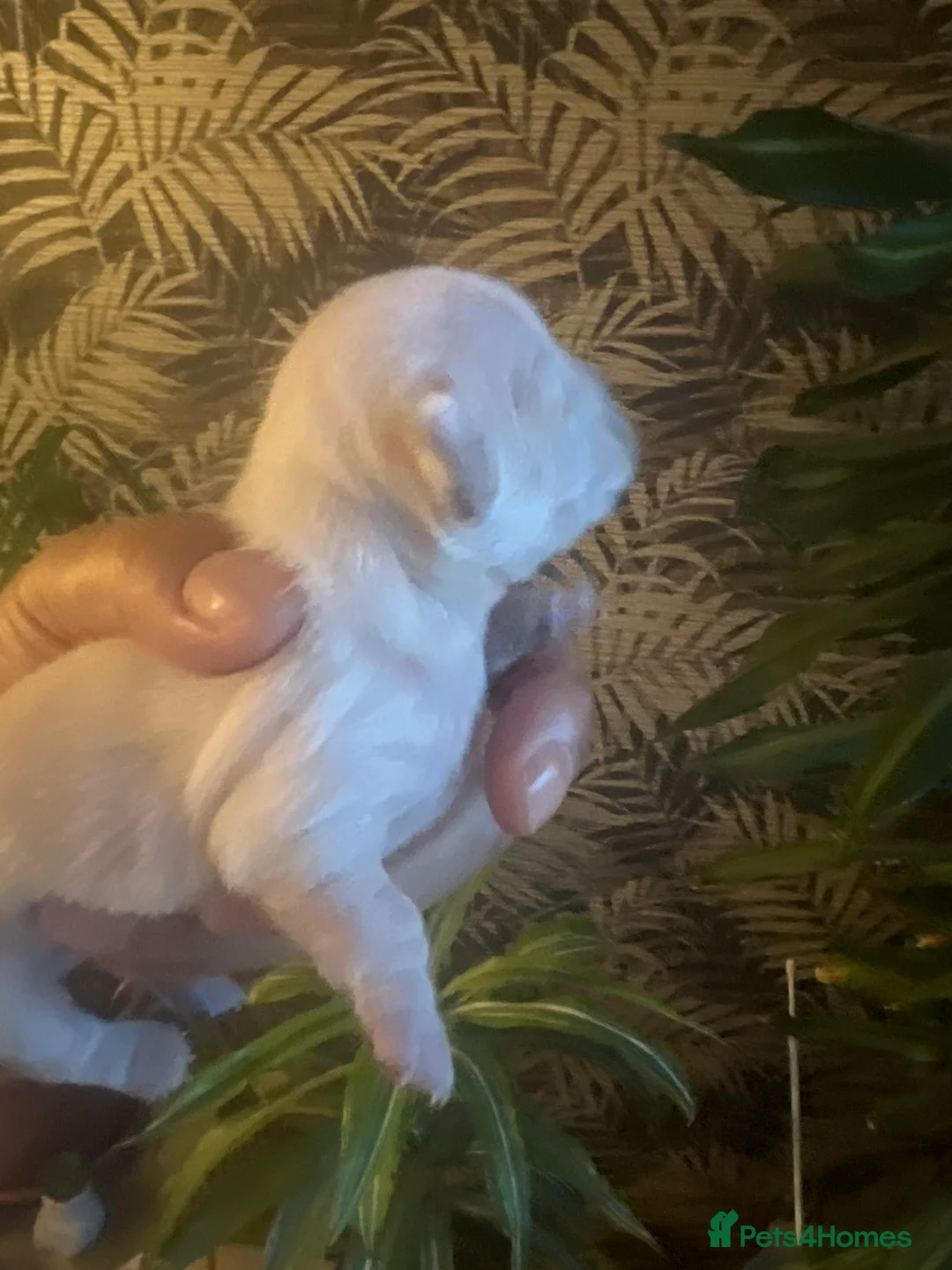 Chihuahua dogs for sale: 2 Female Chiuaua puppies  - Advert 3