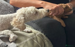 Mixed Breed dogs for sale: Poochon x Maltipoo puppies - Image 17