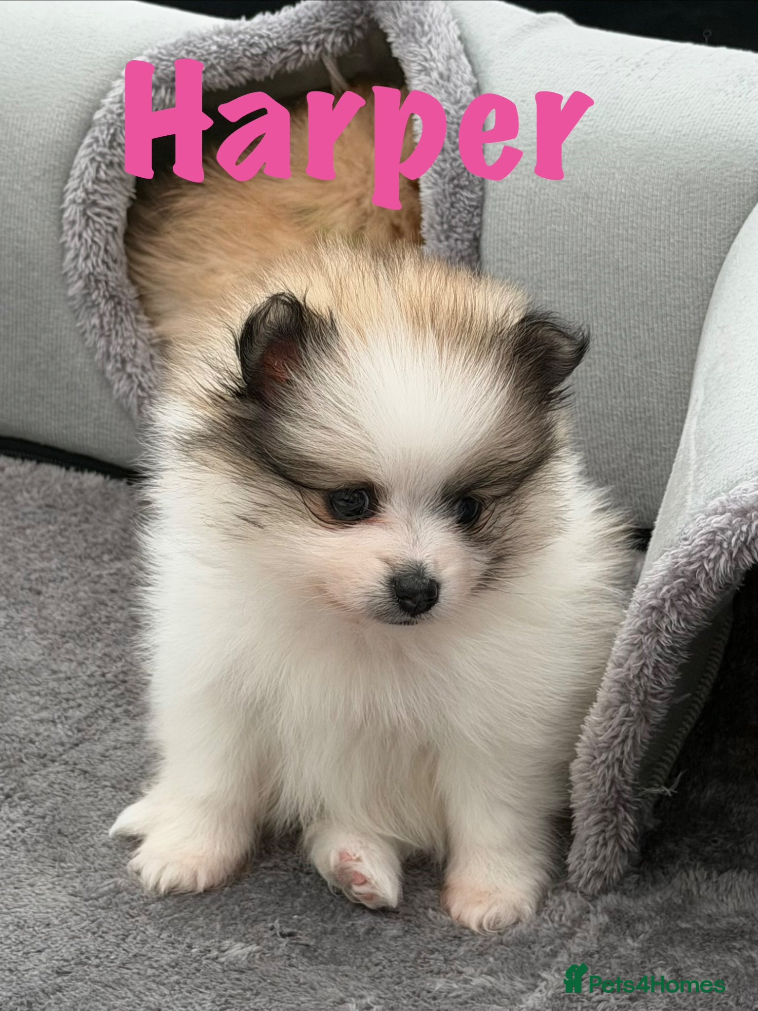 Pomeranian Puppy 5