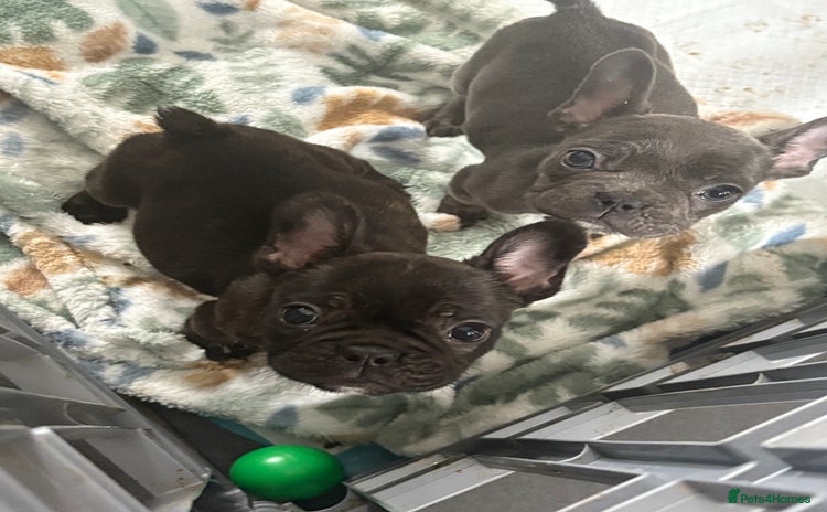 French Bulldog dogs - Advert 9