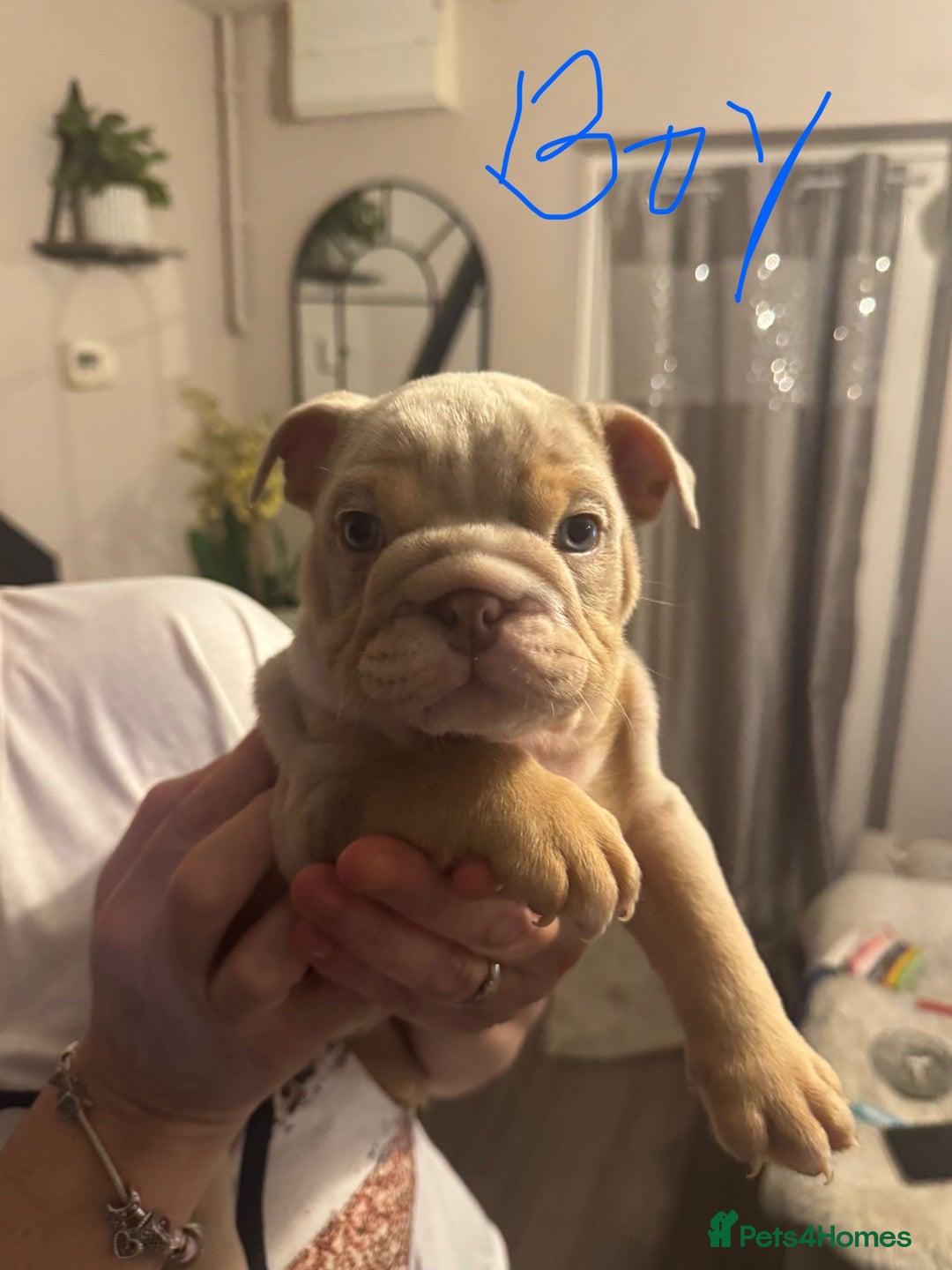 English Bulldog dogs for sale:  🔥TOP BLOOD LINES 🔥 ENGLISH BULLDOGS  - Advert 4