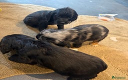 Cocker Spaniel dogs for sale: Cocker spaniels  - Image 6