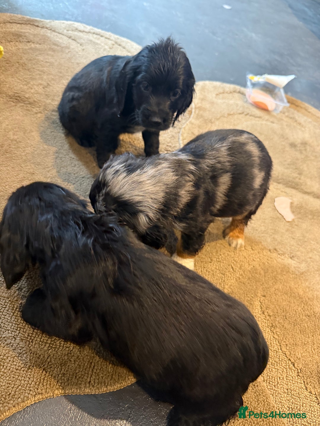 Cocker Spaniel dogs for sale: Cocker spaniels  - Image 6