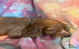 Cocker Spaniel dogs for sale: Working Cocker spaniel puppies - Image 11