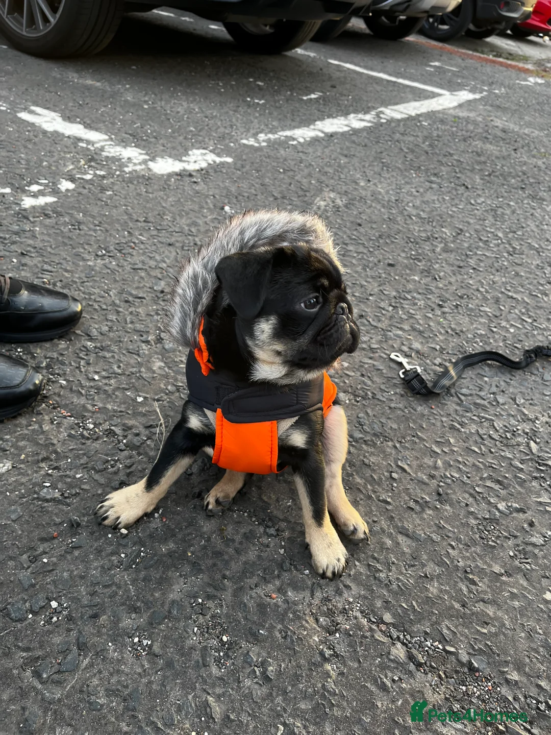 Pug dogs for stud: 🐶✨Quality Pug Stud Ready for the right match!✨🐶 - Advert 4