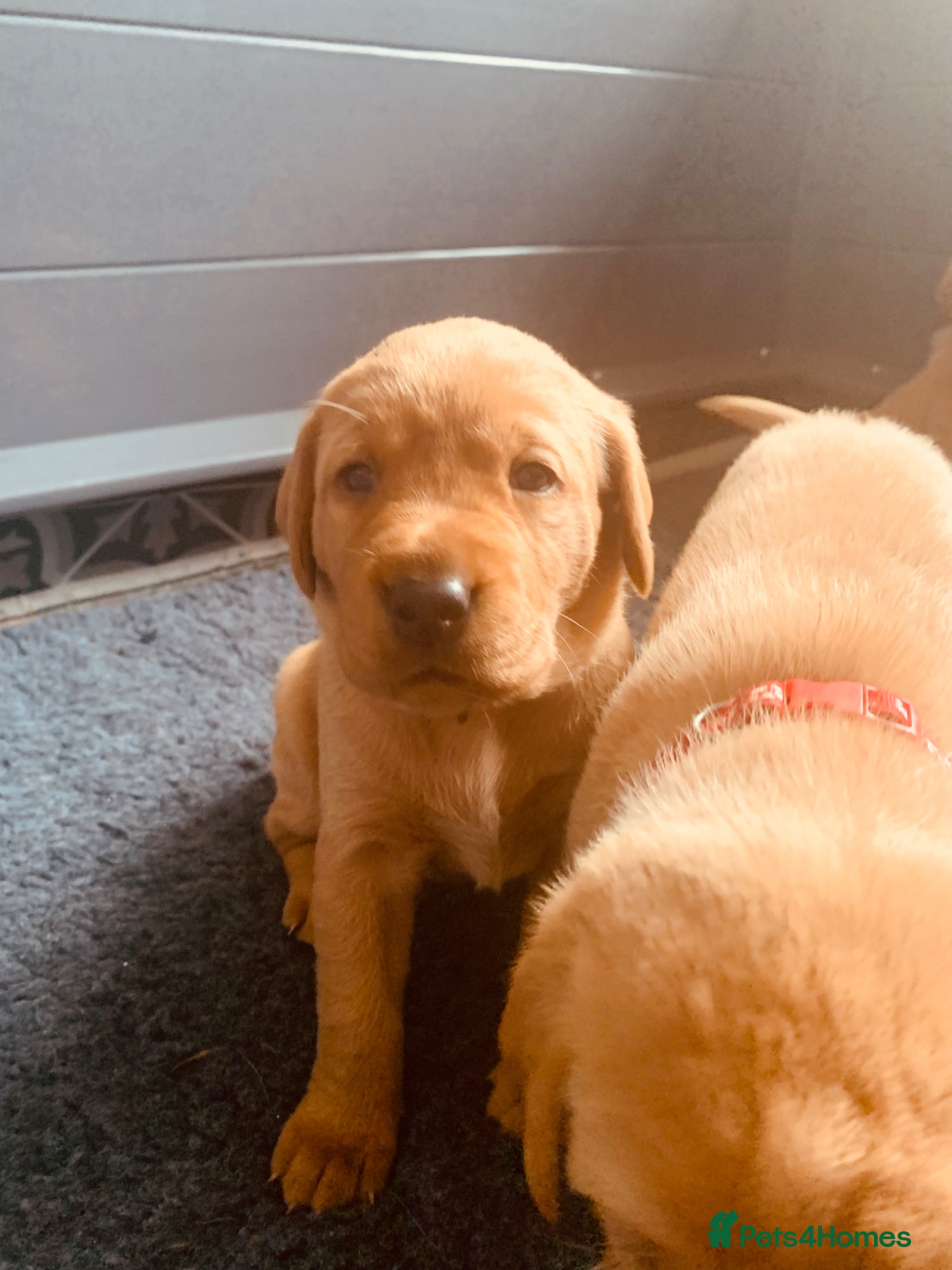 Labrador Retriever dogs for sale: KC reg health-tested Fox Red lab pups home raised - Advert 8