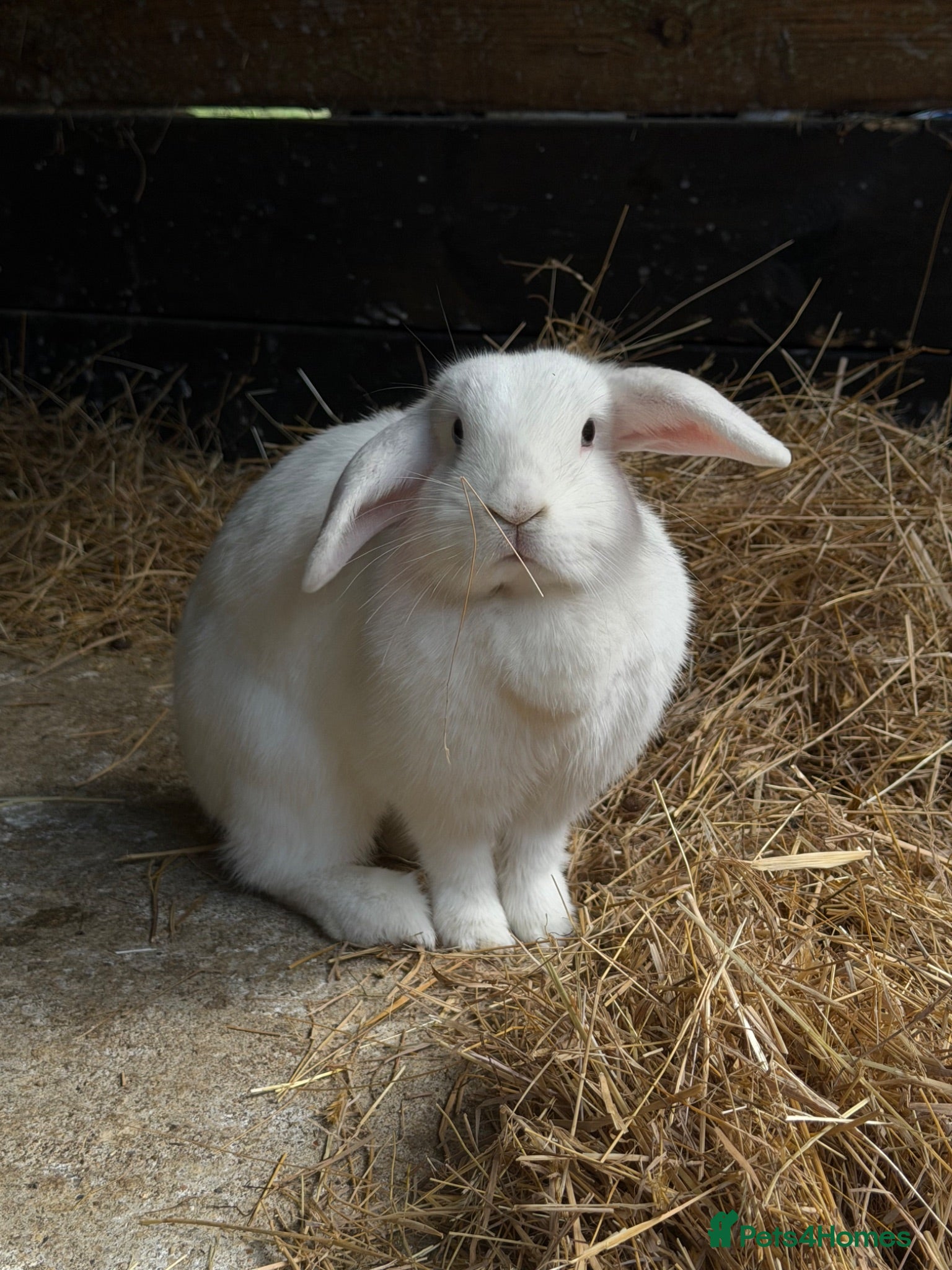 Mixed Breed rabbits Mini lops, Netherlands Dwarfs, Lion head & Mix  - Advert 2
