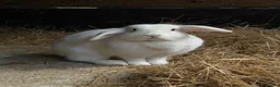 Mixed Breed rabbits for sale: Mini lops, Netherlands Dwarfs, Lion head & Mix  - Advert 2