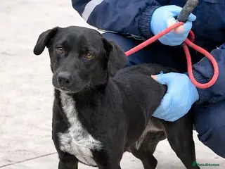 Mixed Breed dogs 🐾 BENJI - Lurcher Type Boy Ready to Belong ❤️ - Advert 14