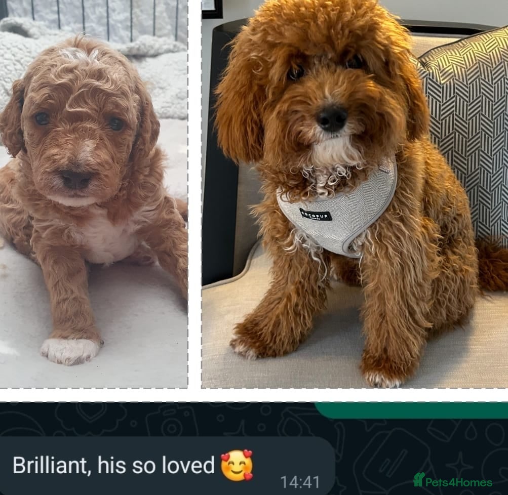 Mini Goldendoodle dogs for sale: 🐾✨ Beautiful Toy Goldendoodle Puppies  ✨🐾 - Advert 20