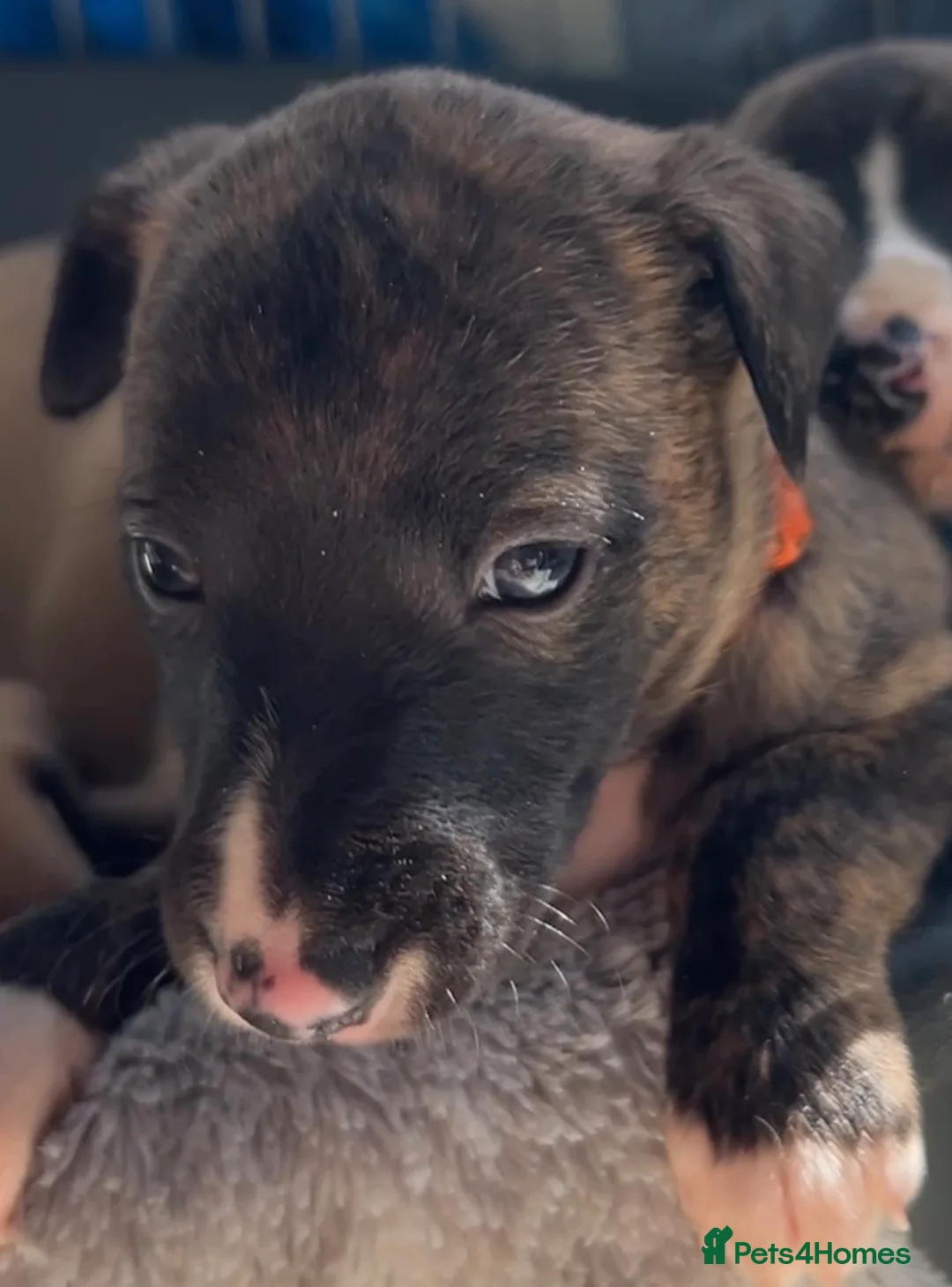 Whippet dogs for sale: 1F KC Reg Whippet from Health Tested Parents - Advert 5
