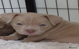 American Bully dogs for sale: Champagne, Chocolate, Merle Micro Pocket Bullys  in Wilmslow - Image 3