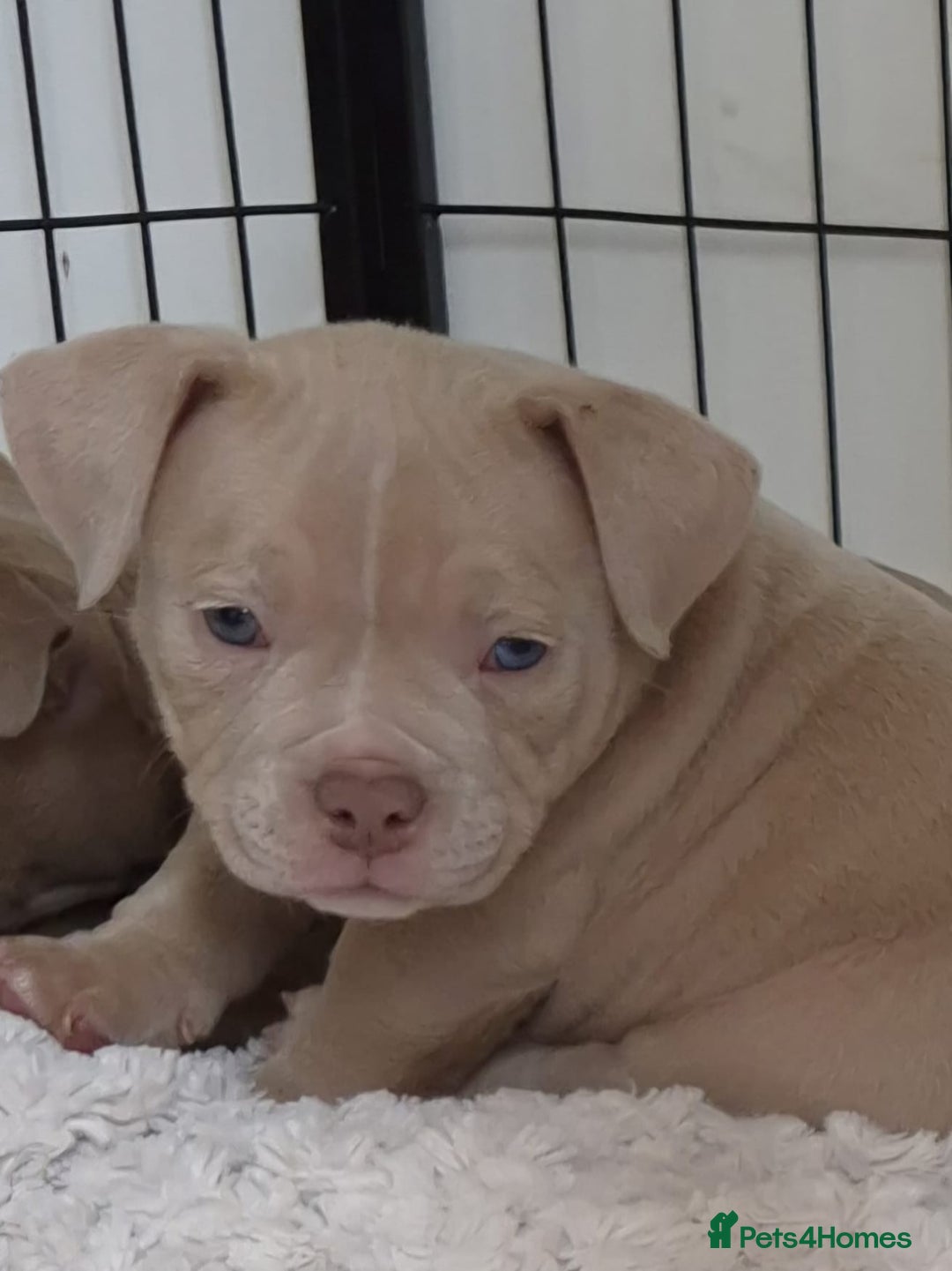 American Bully dogs for sale: Champagne, Chocolate, Merle Micro Pocket Bullys  in Wilmslow - Image 3