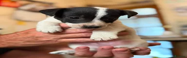 Jack Russell 4
