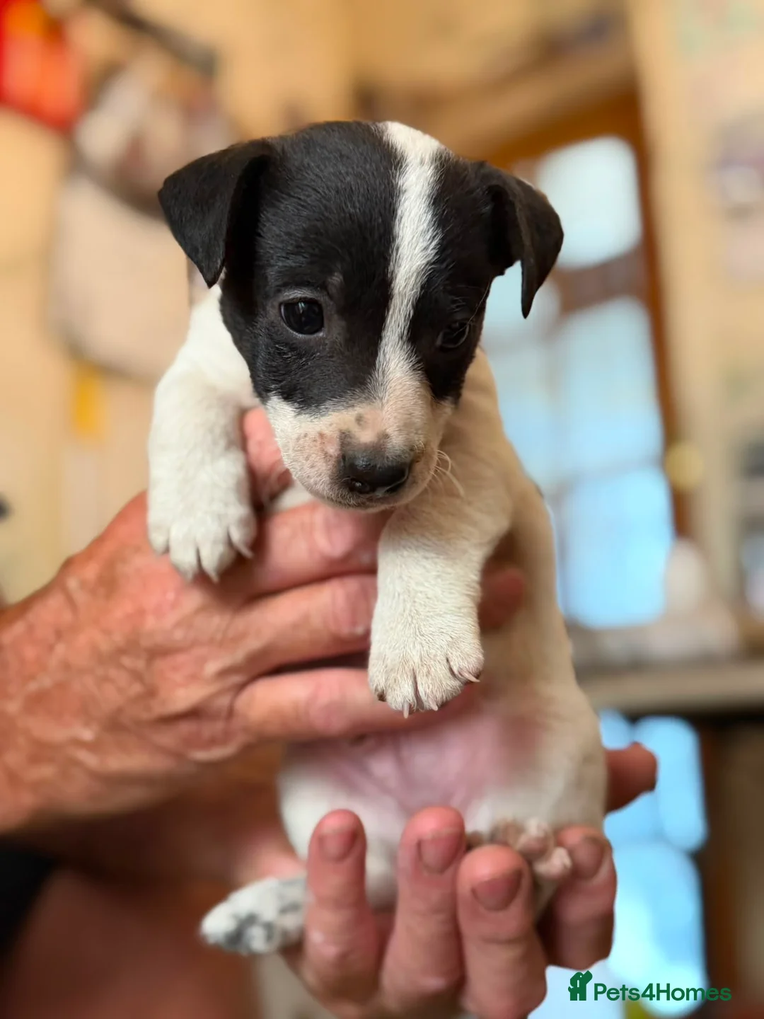 Jack Russell dogs for sale: READY NOW! Traditional Working Jack Russell Puppy - Advert 2