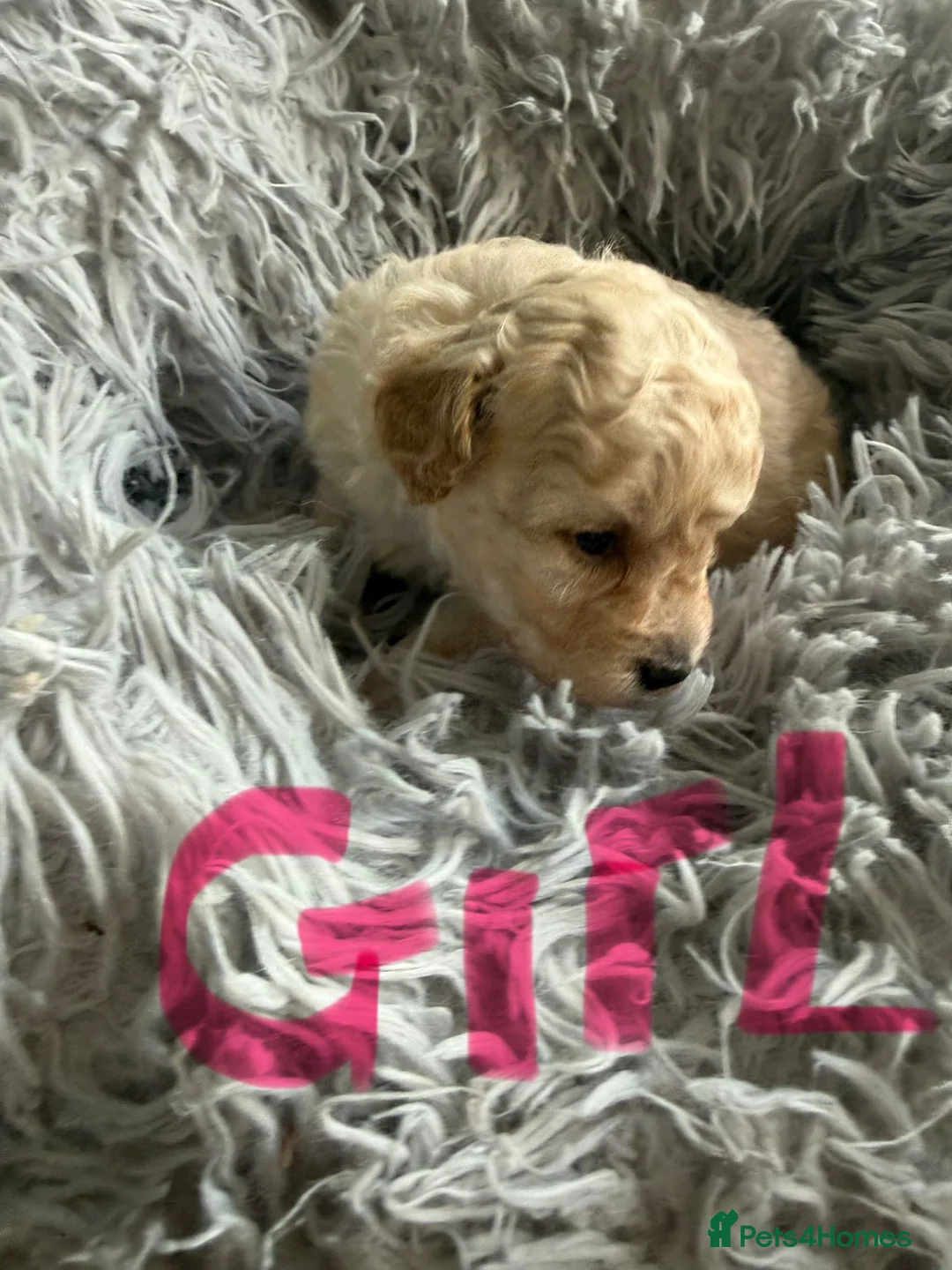 Maltipoo dogs for sale: Stunning health tested Toy Maltipoo  - Advert 21