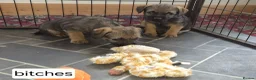 Border Terrier dogs for sale: Border Terrier  in Lockerbie - Advert 8