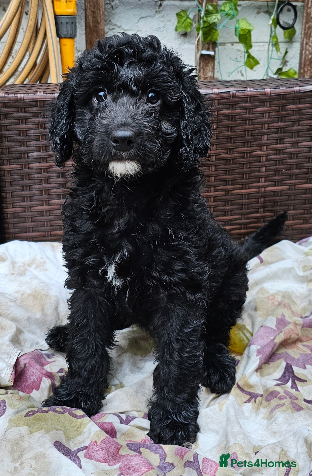 Cockapoo dogs for sale: Cockapoo Puppies - Ready now - Image 3