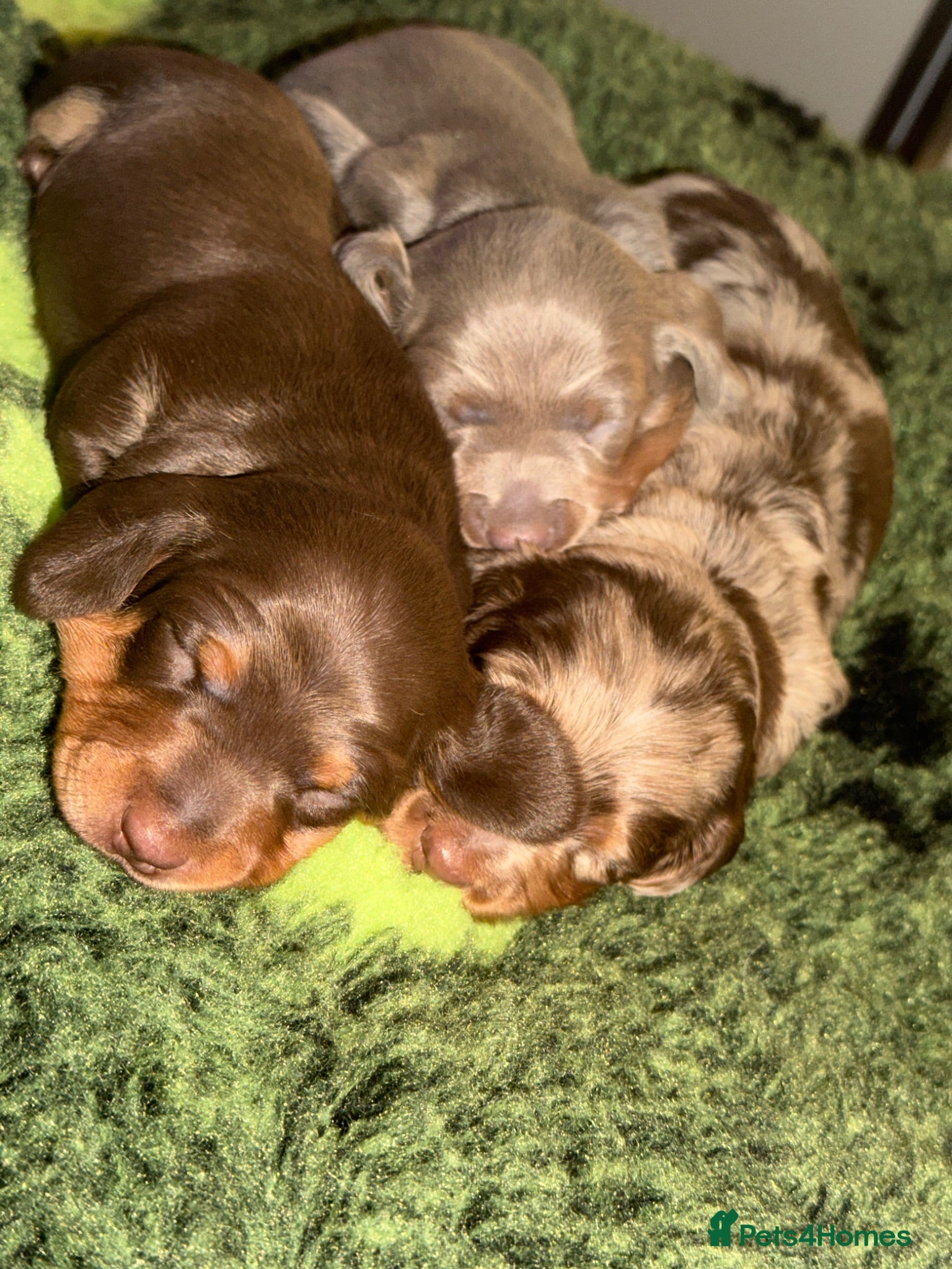 Miniature Dachshund dogs Miniature dachshund  - Advert 2
