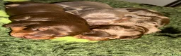 Miniature Dachshund dogs for sale: Miniature dachshund  - Advert 2