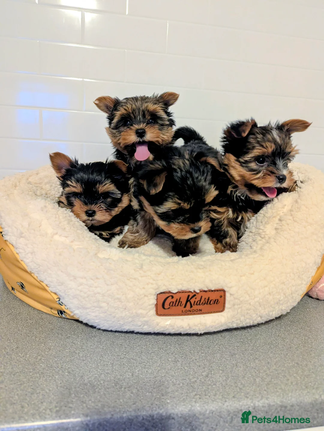 Yorkshire Terrier dogs for sale: Little bundles of joy available  - Advert 1