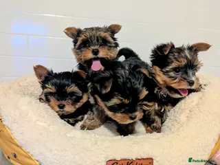 Yorkshire Terrier dogs Little bundles of joy available - Advert 13
