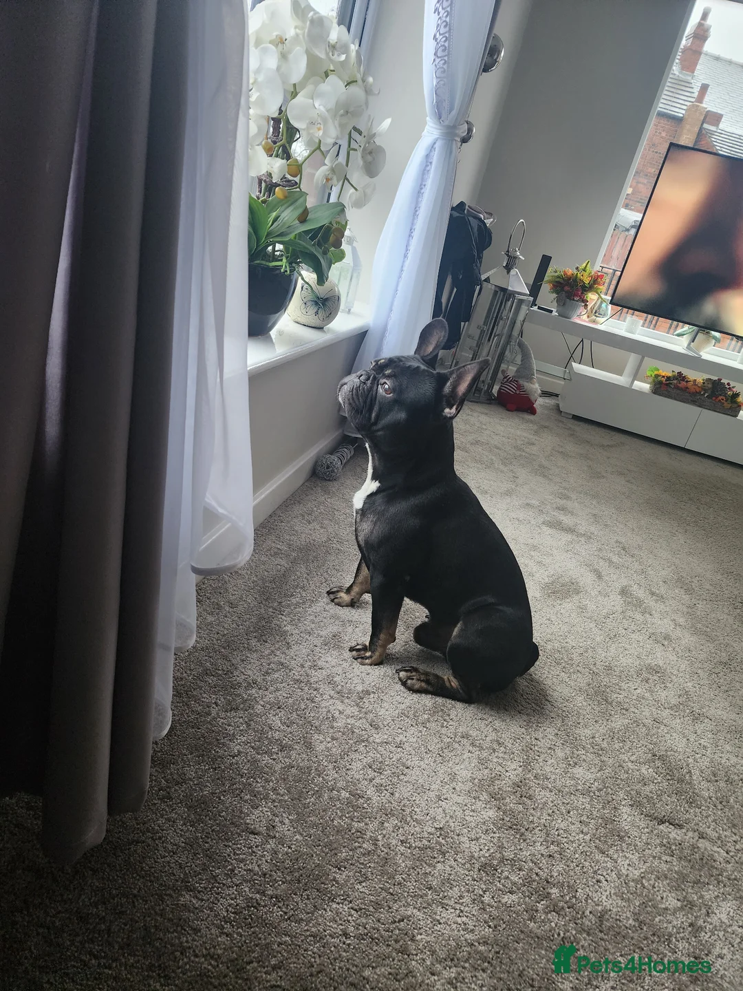 French Bulldog dogs for stud: French bulldog ready for stud in Pontefract - Advert 7