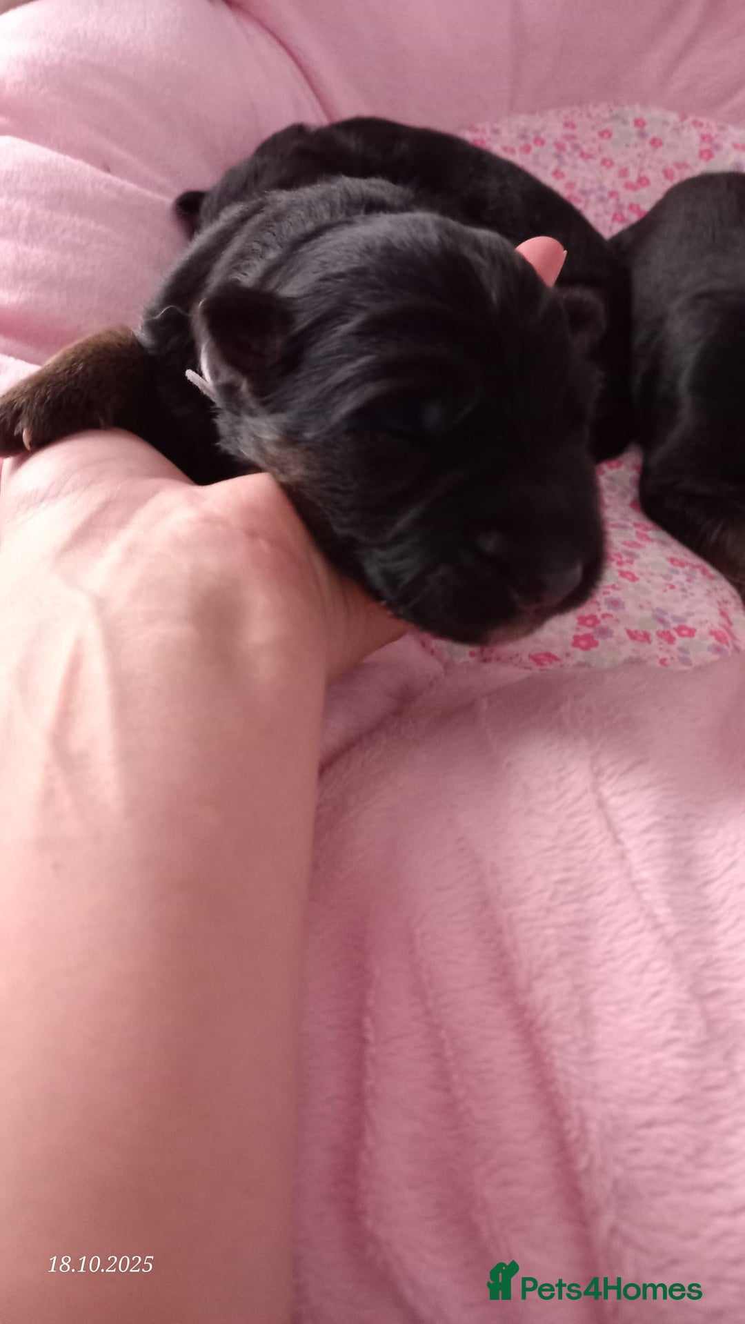 German Shepherd dogs for sale: Excellent Long-Haired German Shepherd Puppies. KC. - Image 15