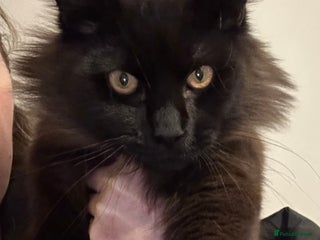 Maine Coon cats Black Cross mainecoon - Advert 8