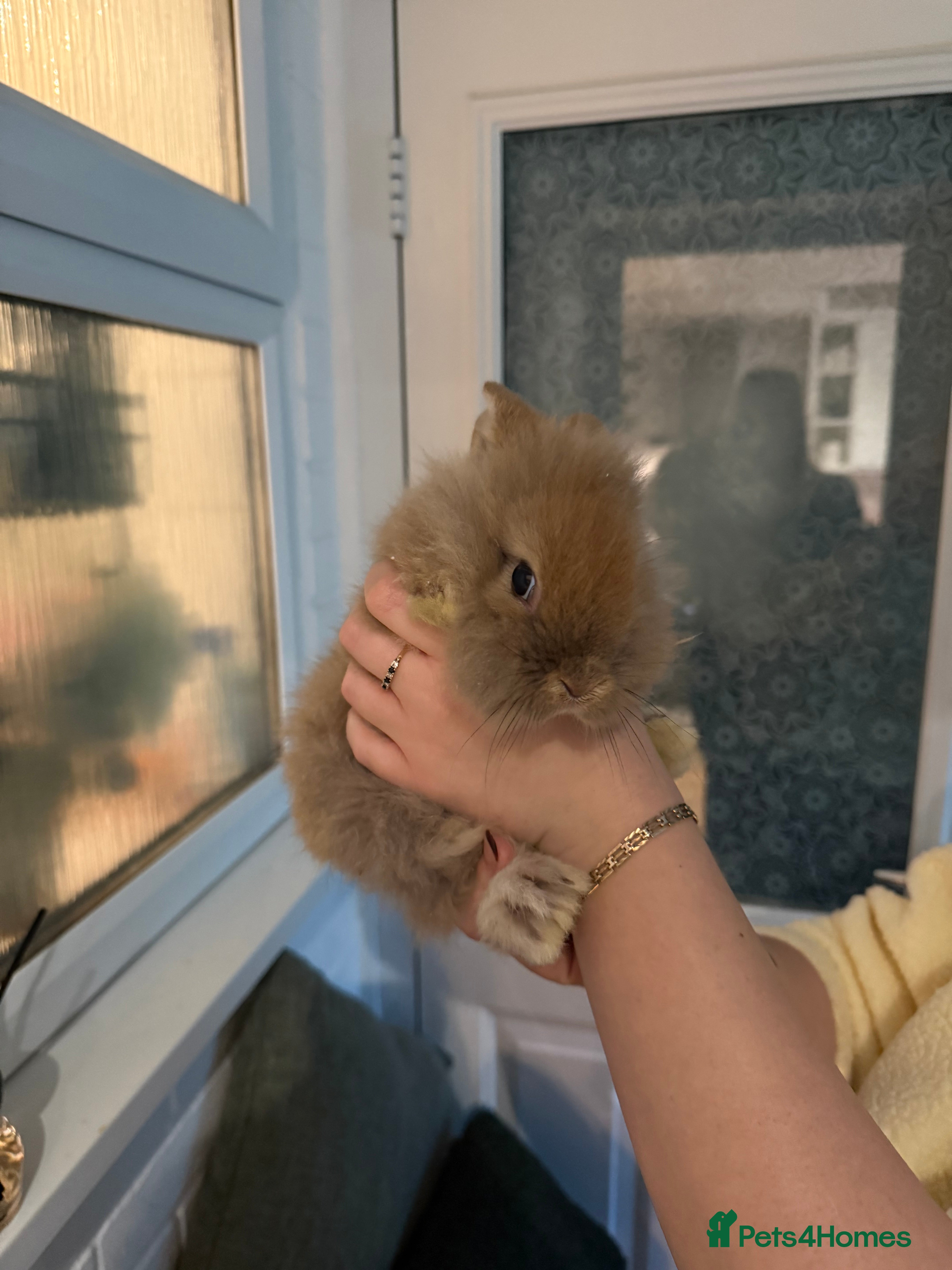 Lionhead rabbits Lionhead Bunnies  - Advert 3