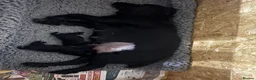 Cocker Spaniel dogs for sale: Working Cocker Spaniel Puppies  - Advert 4
