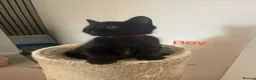 Mixed Breed cats for sale: 🐾 6 LOVELY, FRIENDLY KITTENS – 5 BOYS & 1 GIRL 🐾 - Advert 7