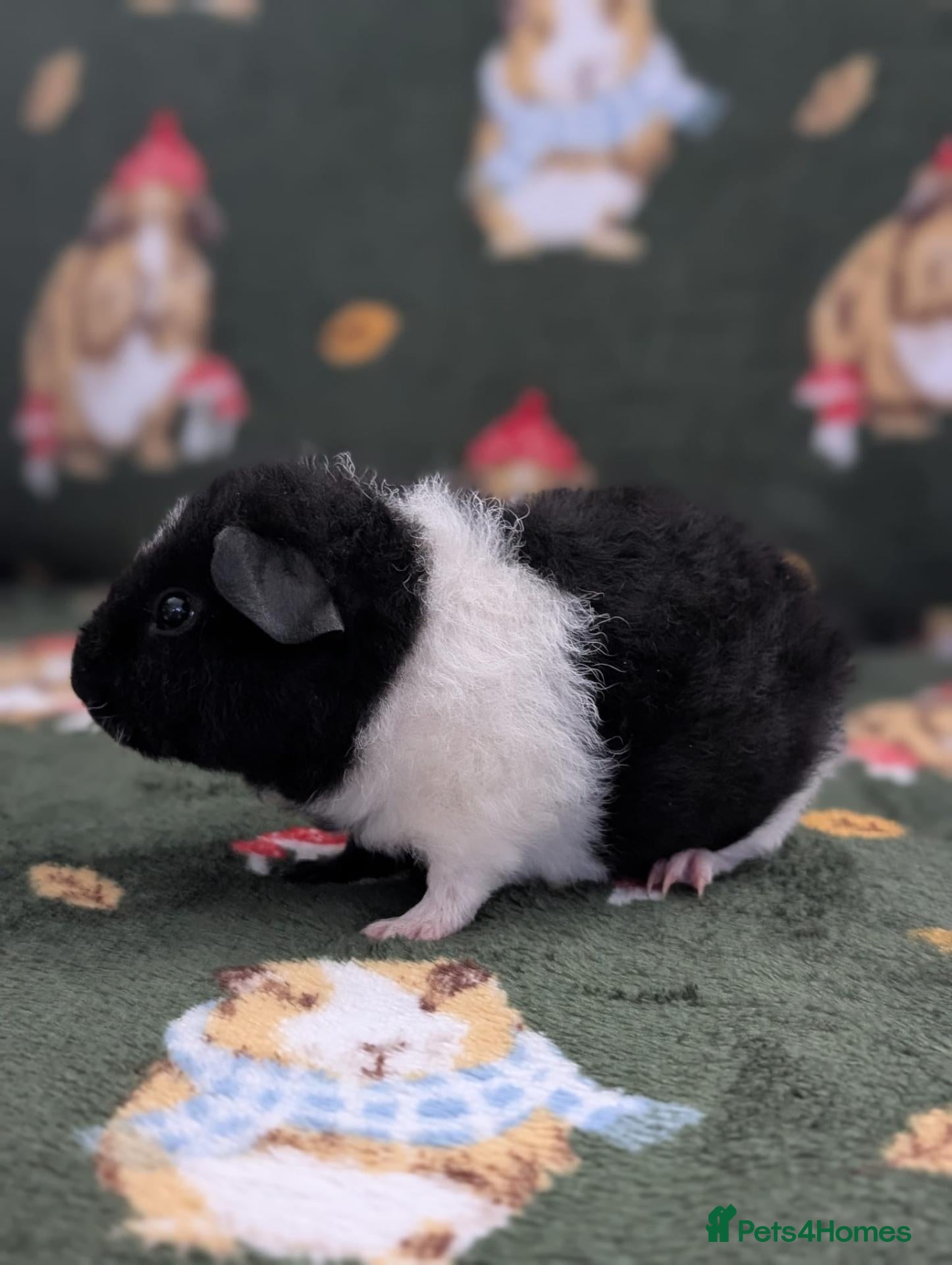 Guinea Pig rodents 3 purebred teddy boars Ready now - Advert 2