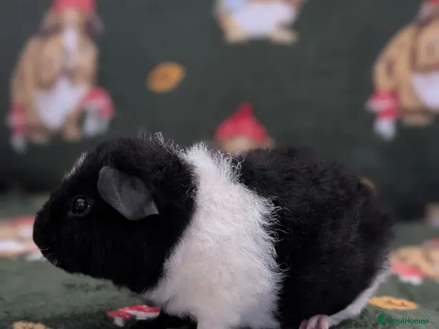 Guinea Pig rodents 3 purebred teddy boars Ready now - Advert 2