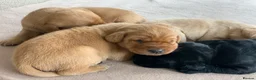 Labrador Retriever dogs for sale: KC Labrador puppies - Advert 13