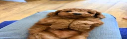 Cavapoo dogs for sale: Extensively health tested Toy F1 Cavapoo puppies - Advert 15