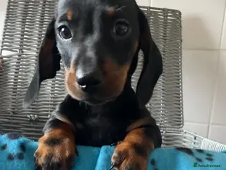 Miniature Dachshund dogs Miniature Dachshunds Ready Now😍 - Advert 21