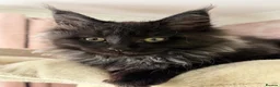 Maine Coon cats for sale: Tica registered black smoked male Maine coon - Advert 22