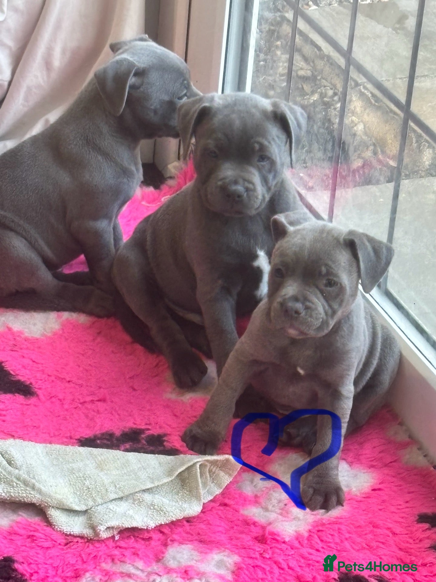 Staffordshire Bull Terrier dogs for sale: BEAUTIFUL BLUE STAFFY PUPPIES  - Advert 8