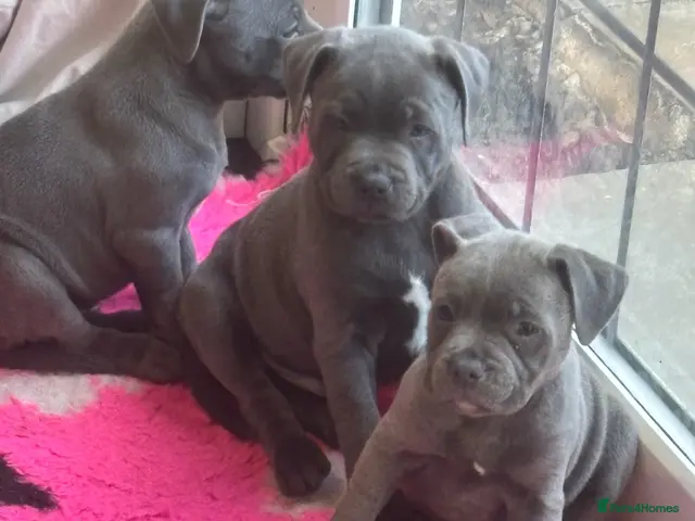 Staffordshire Bull Terrier dogs for sale: BEAUTIFUL BLUE STAFFY PUPPIES - Advert 8