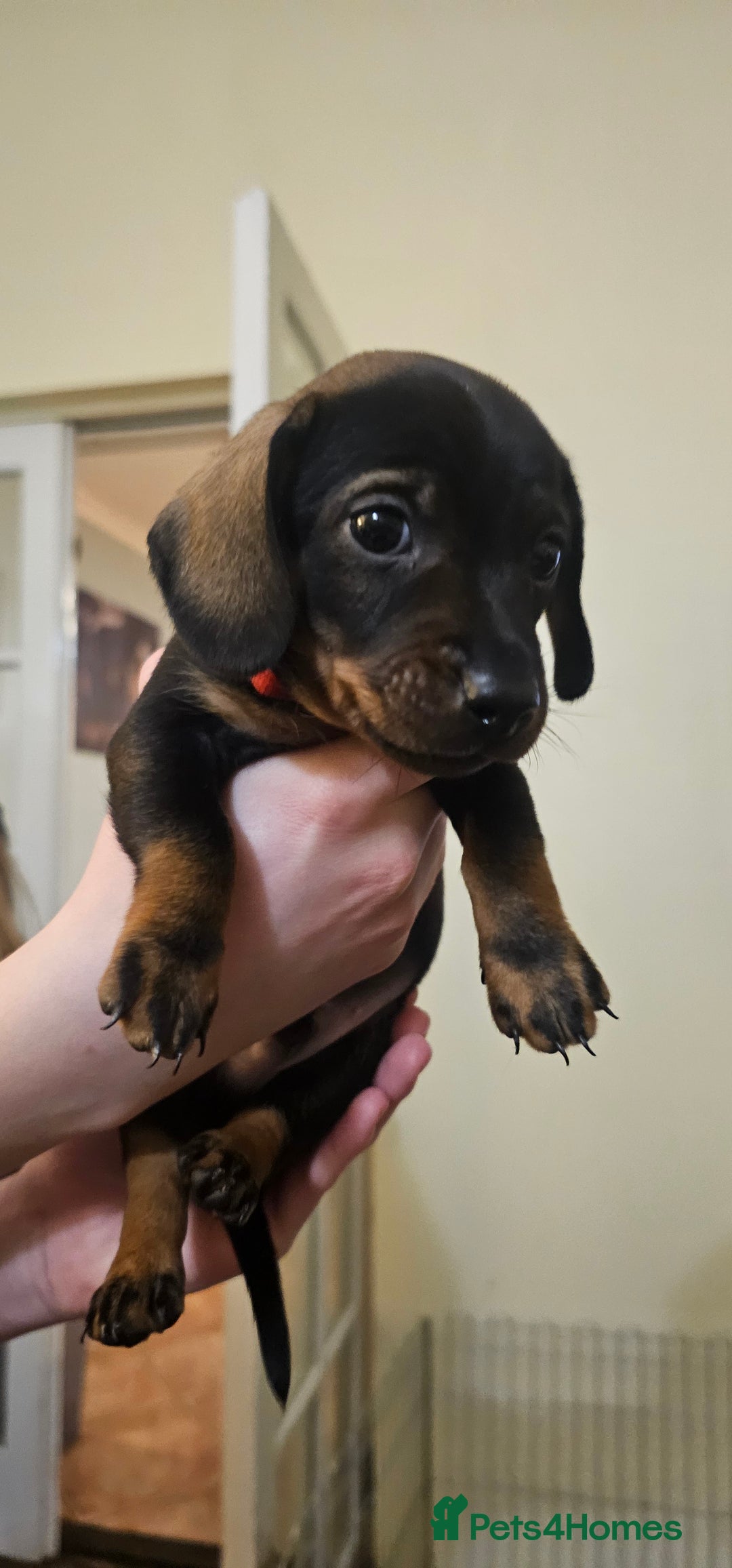 Miniature Dachshund dogs for sale: Miniature Daschund Puppies 6 Boys ONLY 2 LEFT 🩵💙 - Advert 15