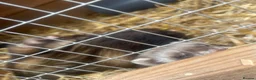 Ferret rodents for sale: 2 female kitts 3months old - Advert 3
