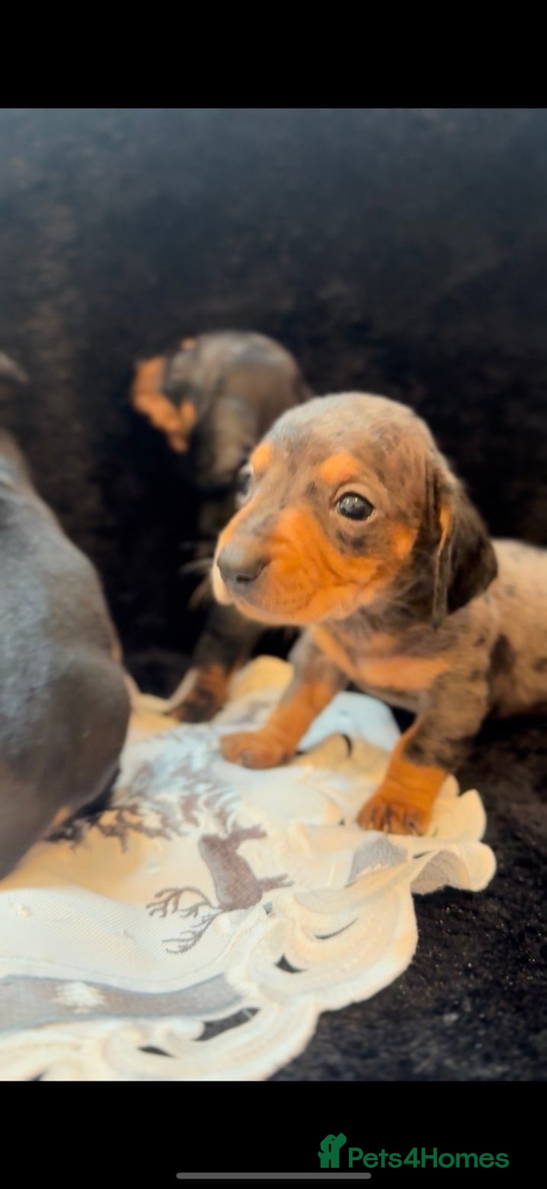 Miniature Dachshund dogs for sale: Beautiful litter of miniature dachshunds - Image 11