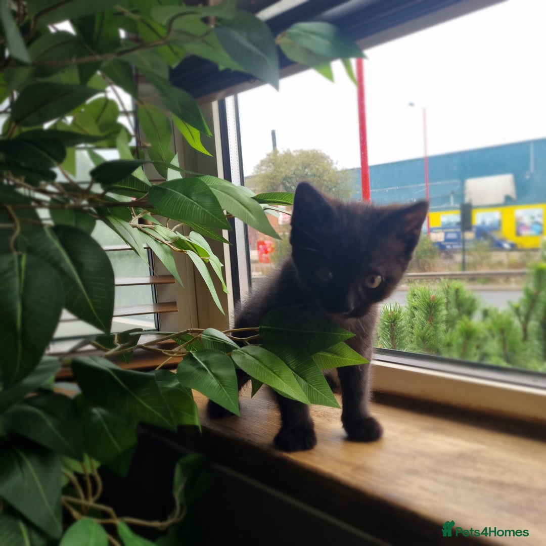 Mixed Breed cats for sale: Mixed ragdoll kitten - Image 3