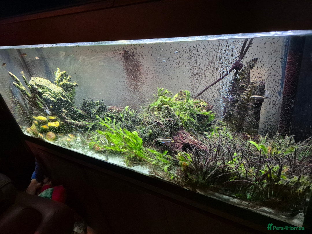 Tetras fish for sale: Fishtank Full Set Up - Image 2
