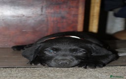 Labrador Retriever dogs for sale: Labrador Pupsfor Sale – Yellow, Chocolate, Black  - Image 24