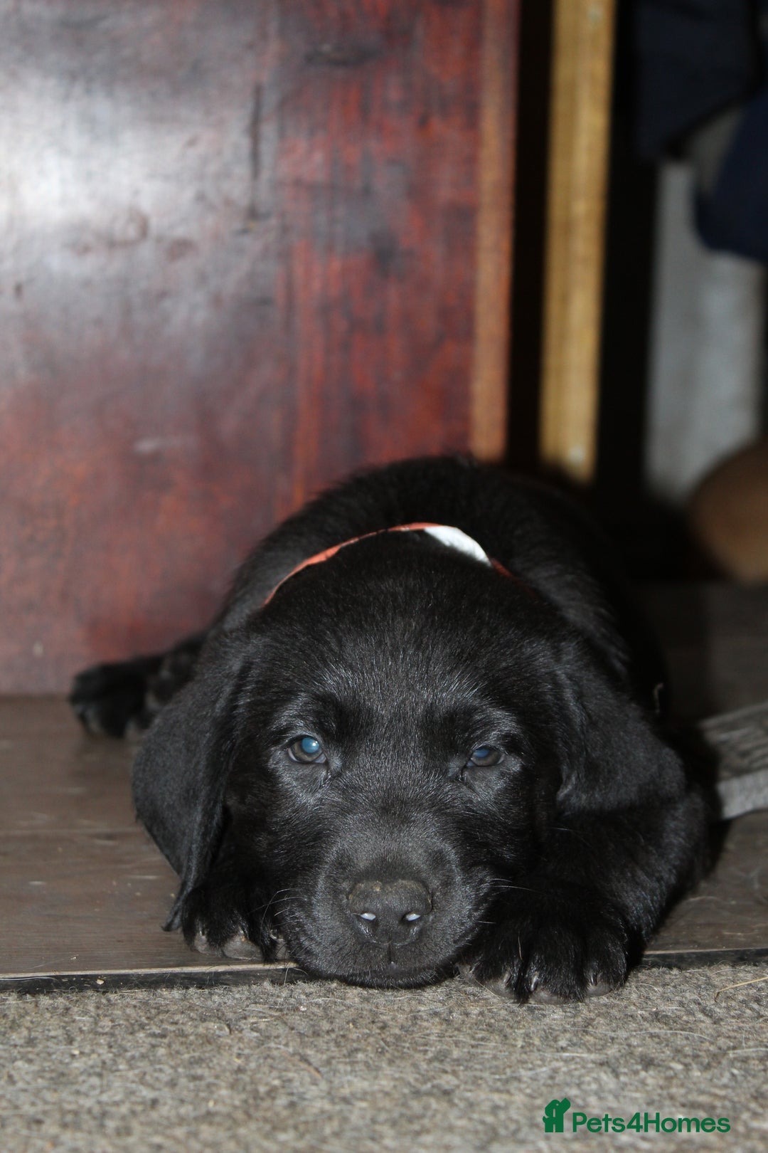 Labrador Retriever dogs for sale: Labrador Pupsfor Sale – Yellow, Chocolate, Black  - Image 24