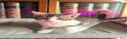 British Shorthair cats for sale: Stunning British Shorthair Kittens Ready Now! - Advert 36
