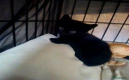 Mixed Breed cats for sale: Playful kittens🥰 - Advert 14